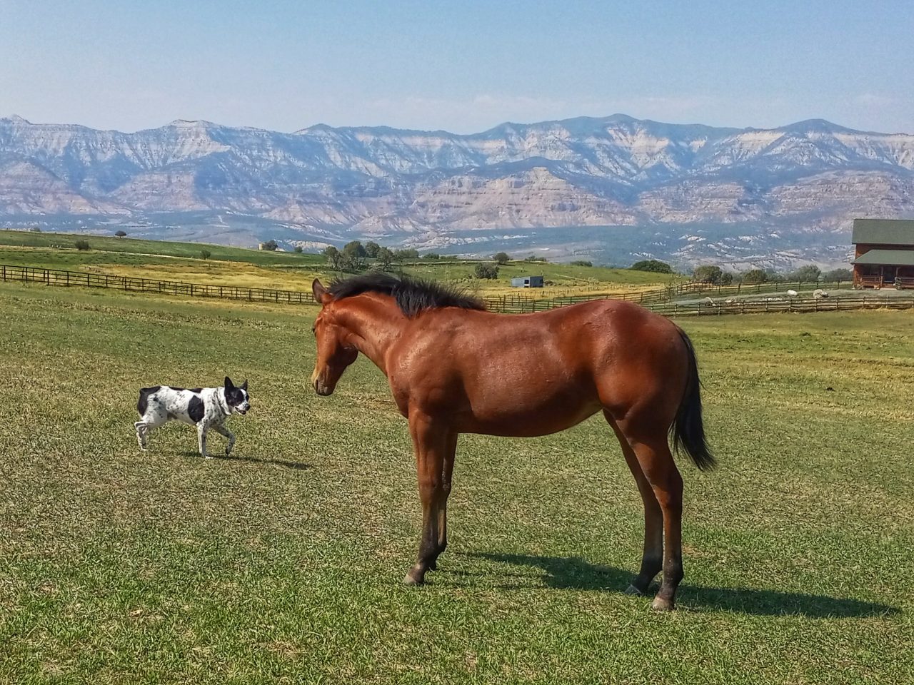 For Sale Granite Performance Horses Granite Performance Horses